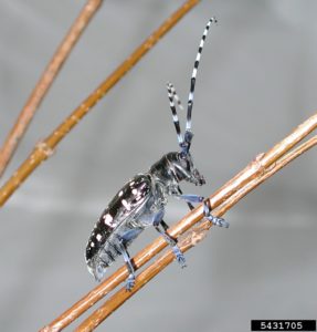 Asian Long Horned Beetle